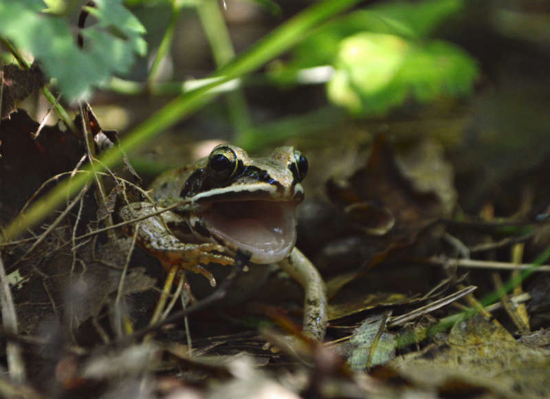 frog at the Kirby Preserve in Rochester