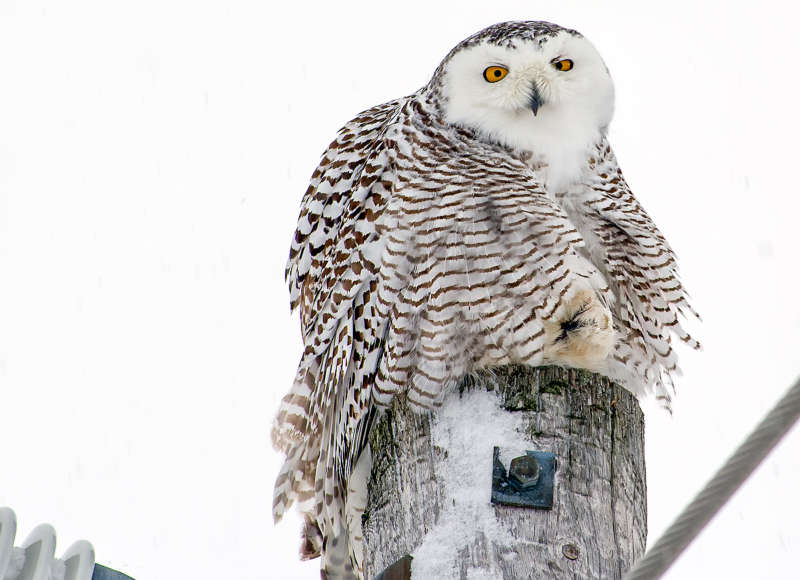 snowy owl