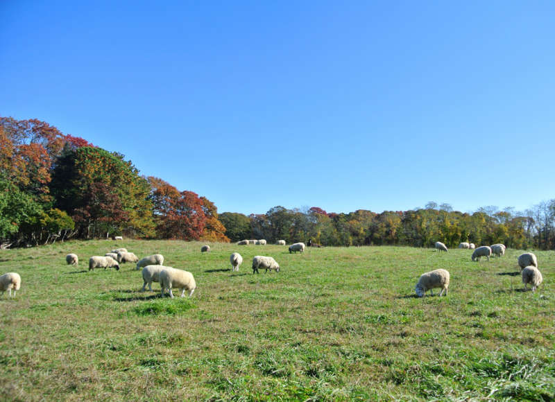 Sheep grazing at Peterson Farm in Falmouth.