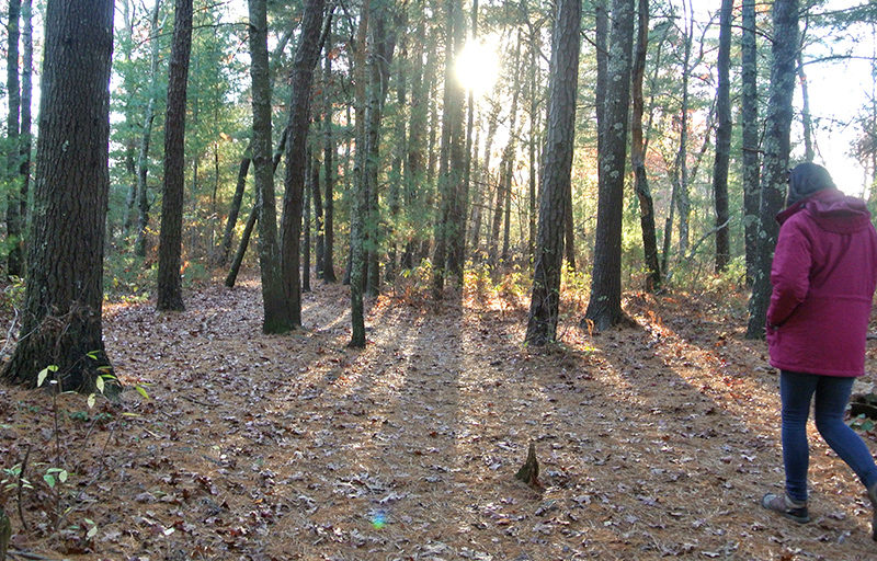 Person walking in the forest.