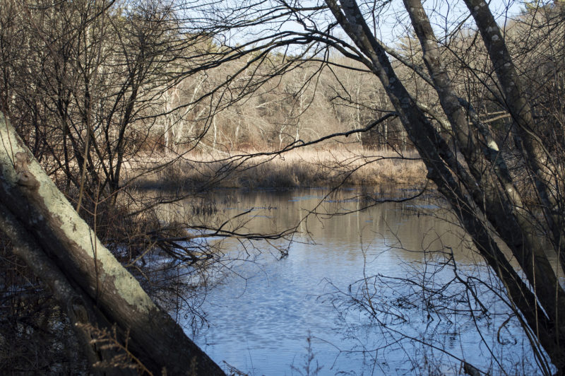 Fearing Hill Swamp in Wareham.