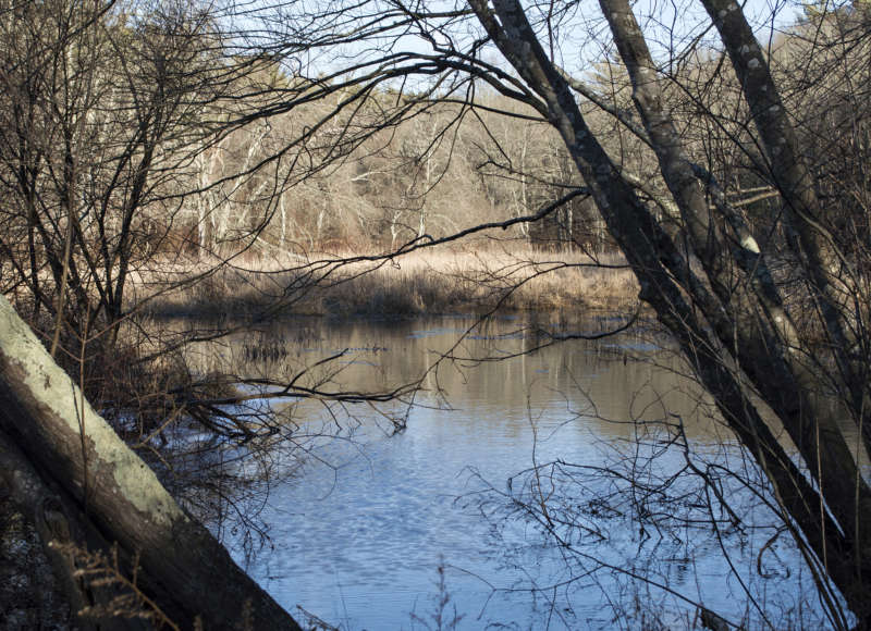 Fearing Hill Swamp in Wareham.