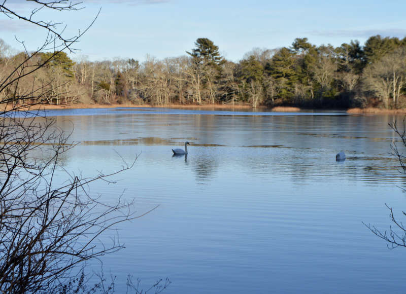 Two swans on Swan Pond at Great Neck Conservation Area in Wareham.