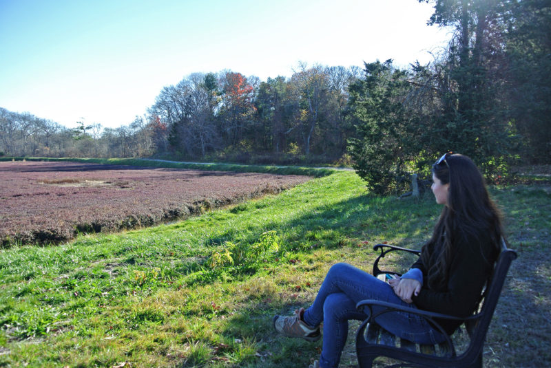 A woman sitting on a bench by a cranberry bog by Cataumet Greenway in Bourne.