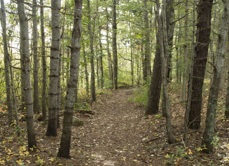 Path through the forest at Little Buttermilk Bay Woods in Bourne.