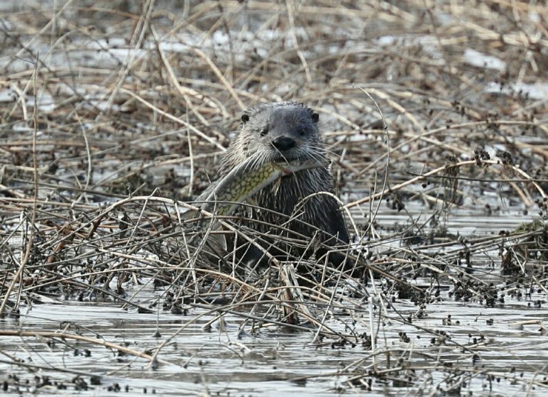 River otter eating a chain pickerel at The Sawmill on the Acushnet River
