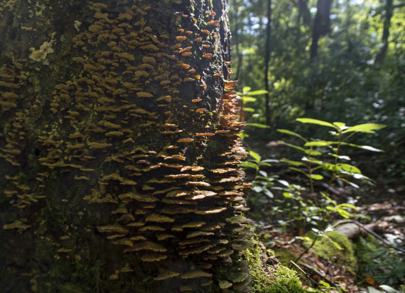 Lichen growing on a tree in the woods at Kirby Preserve in Rochester.