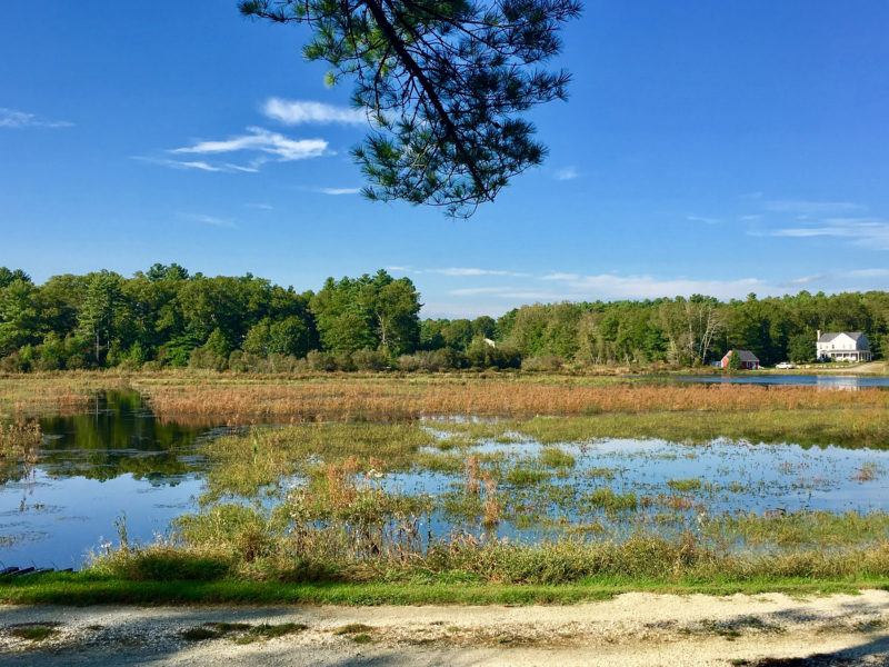View of a private cranberry bog from Lionberger Woods in Rochester.