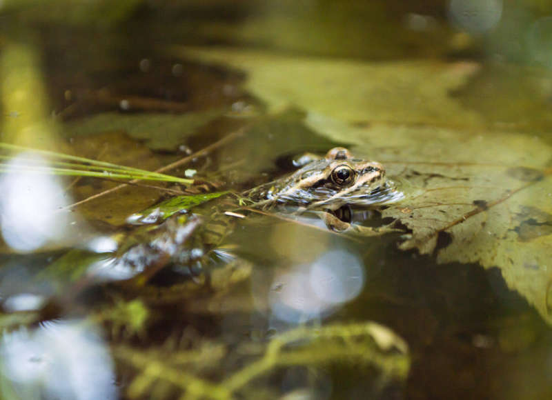 A frog in the water at Lionberger Woods in Rochester.