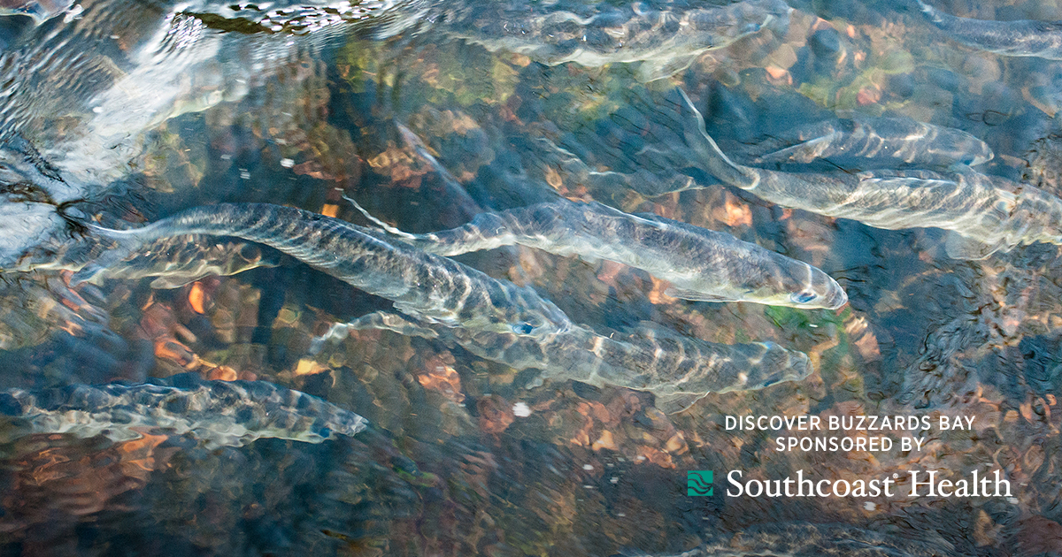 10 Herring runs around Buzzards Bay to visit this spring