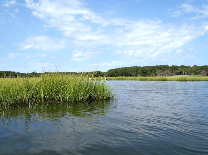 People kayaking through salt marshes on Shell Point Bay in Wareham.