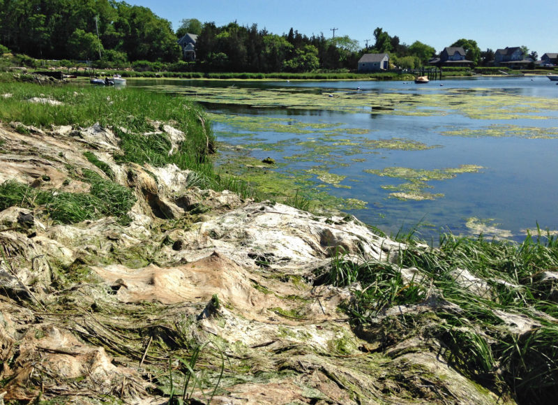 Algae growing on West Falmouth Harbor