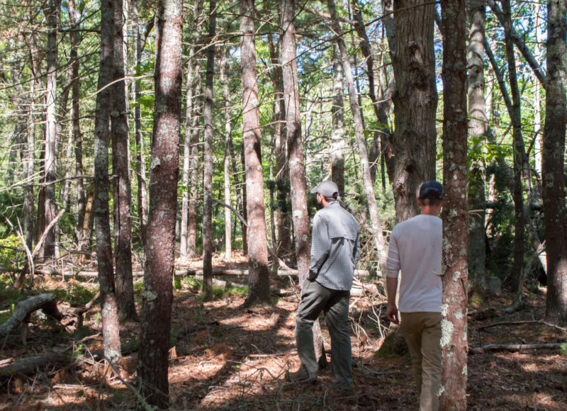 Two young men, seen from behind, walking through pine forest dappled with shadow.