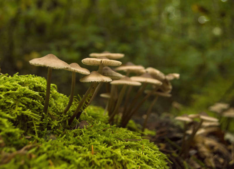 A small cluster of mushrooms growing from a mossy log.