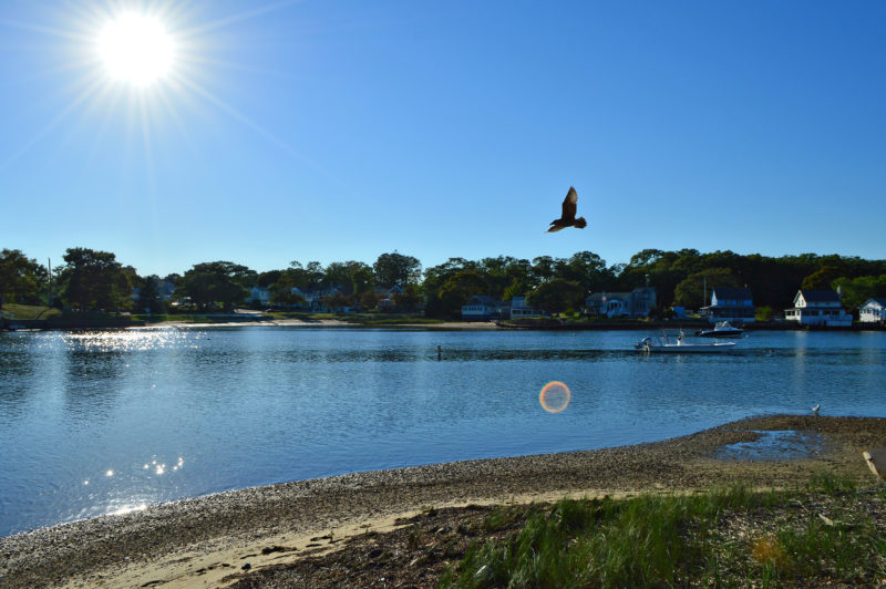 A bird flies over North Water Street beach in Onset on a bright sunny day.