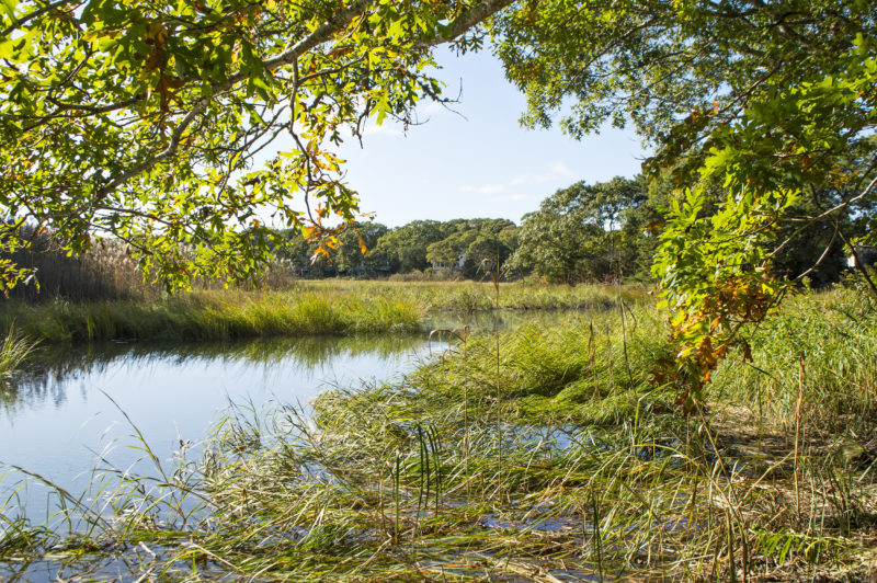 Salt marshes along Wild Harbor River at Quaker Marsh Conservation Area.