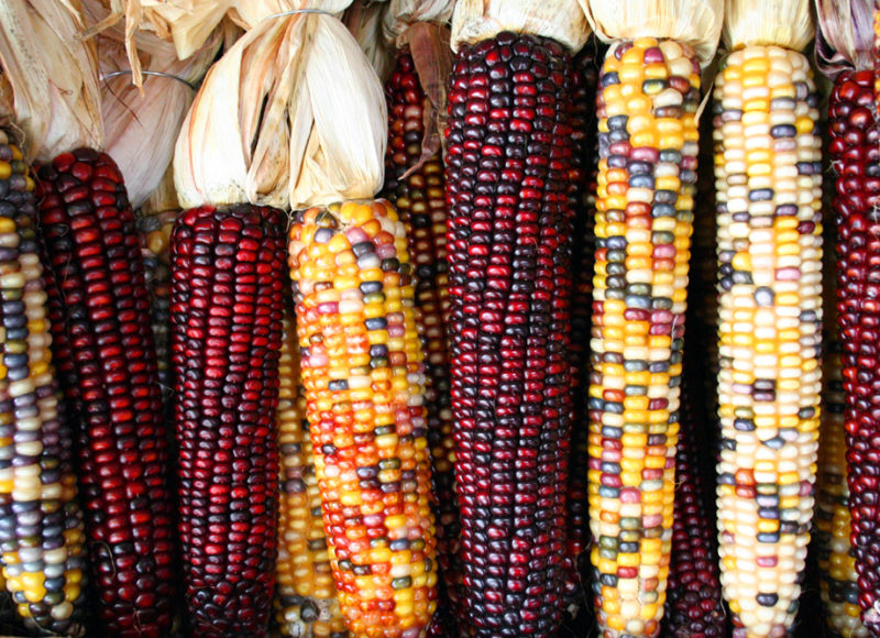 Colorful corncobs