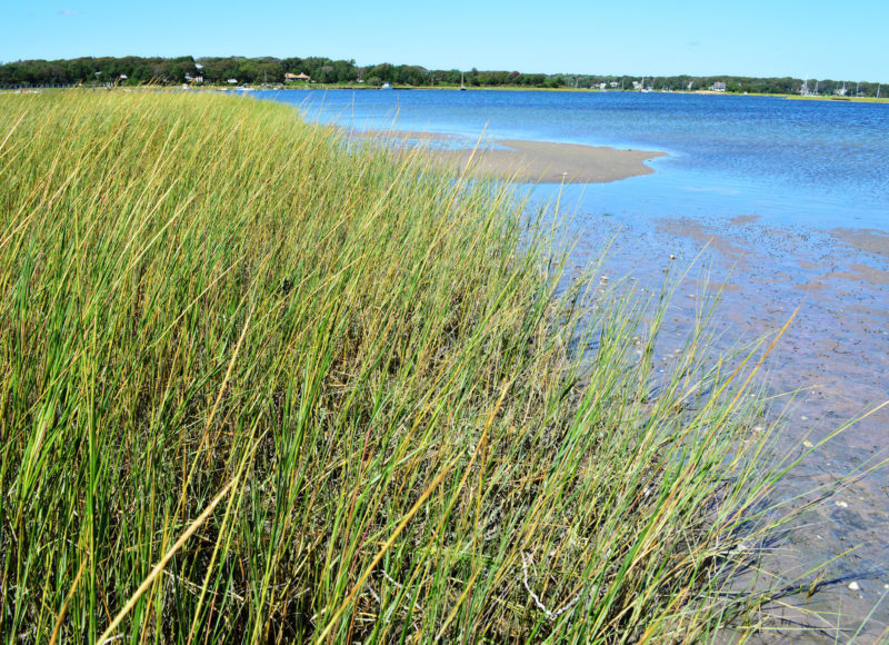 marsh grasses along West Falmouth Harbor