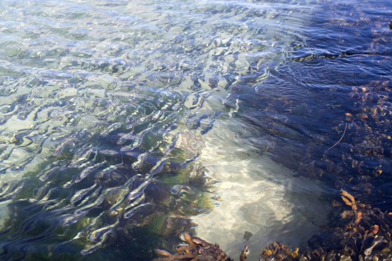 Fish beneath the water's surface at Old Silver Beach in Falmouth