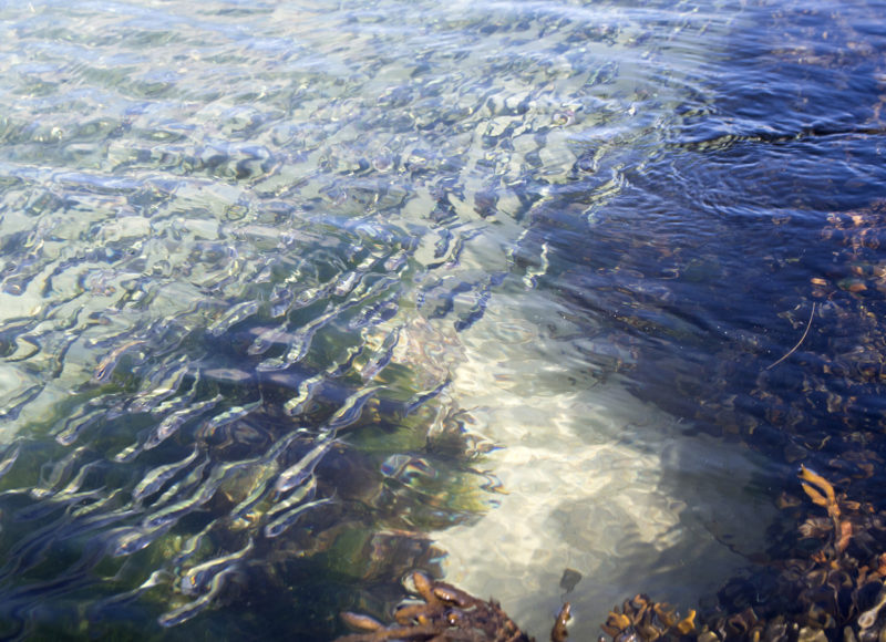 Fish beneath the water's surface at Old Silver Beach in Falmouth