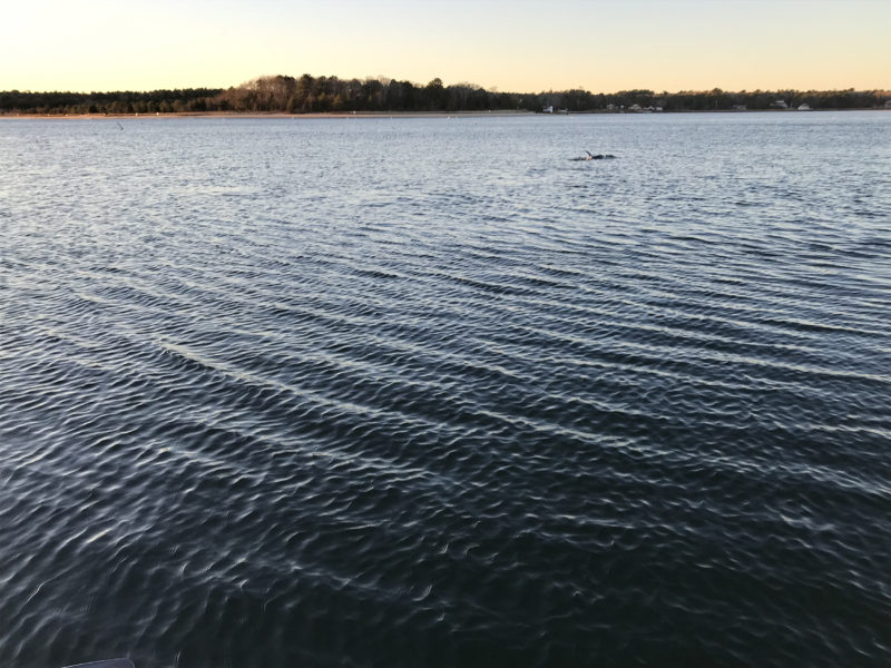 dolphin in Onset Bay in November 2018