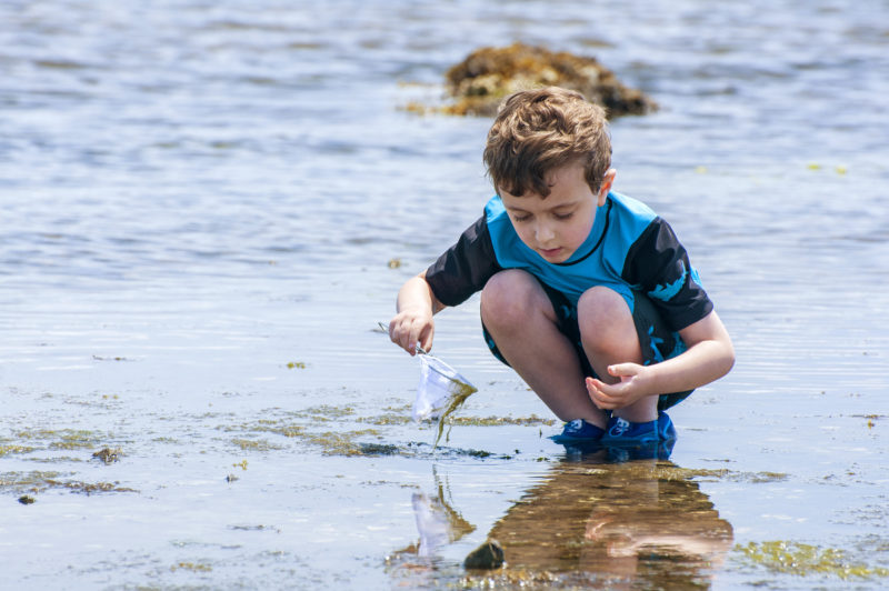 child looks at seaweed caught in a net at Little Bay Conservation Area in Fairhaven