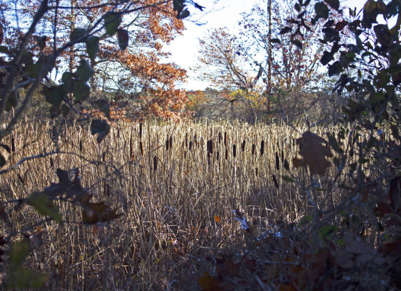 Cattails in marsh seen through the trees next to the Bryant Farm trail