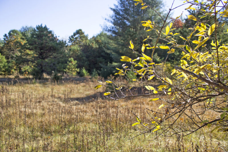 Open field of yellow and brown grasses seen through yellow leaves.