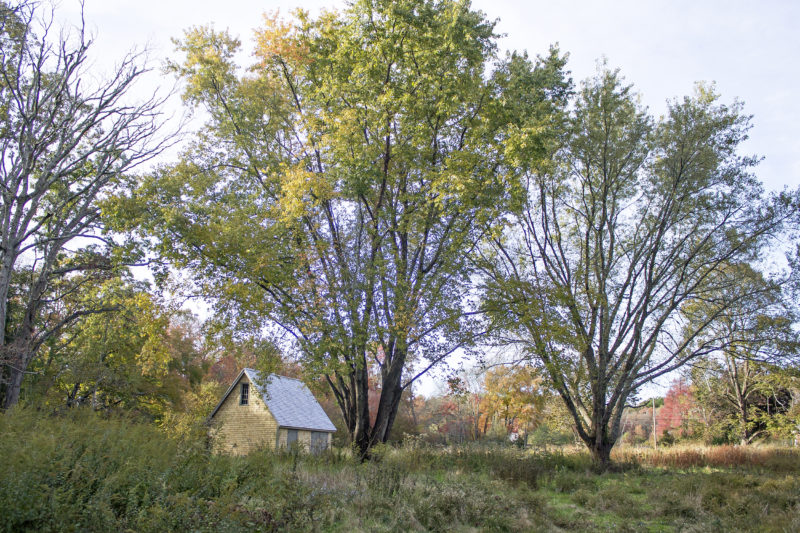 The barn and wildflower field at Hamlin Crossing in Acushnet