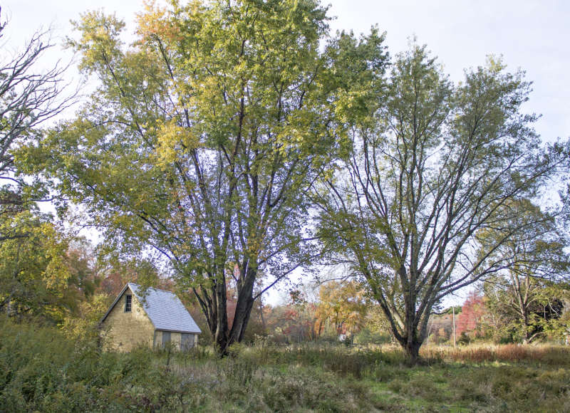 The barn and wildflower field at Hamlin Crossing in Acushnet