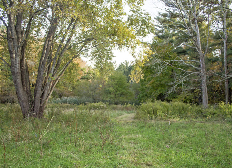 Trail leading through a meadow to the woods