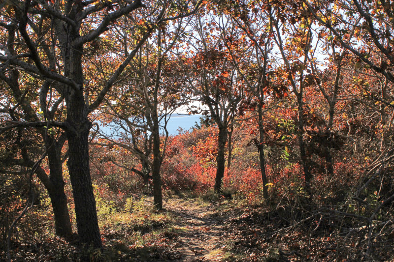 The ocean glimpsed between colorful fall trees at Menemsha Hills