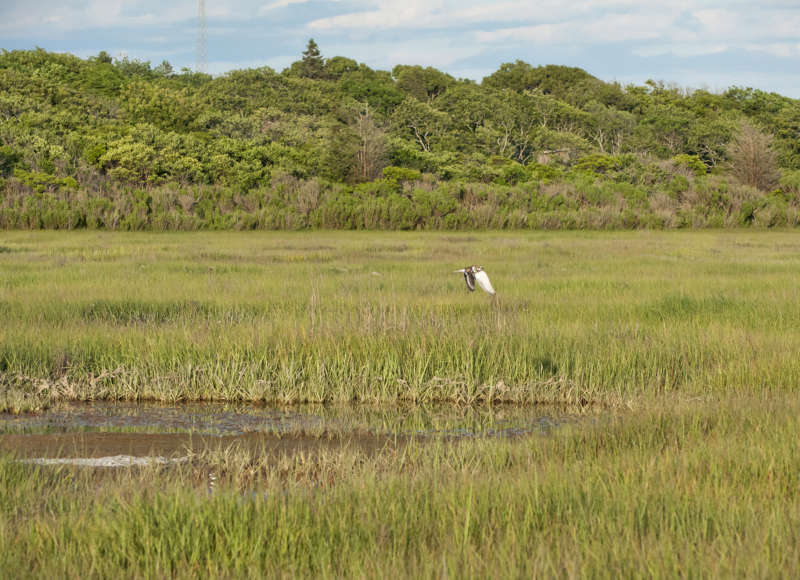 Willet flying across the salt marsh at Ocean View Farm Reserve in Dartmouth.