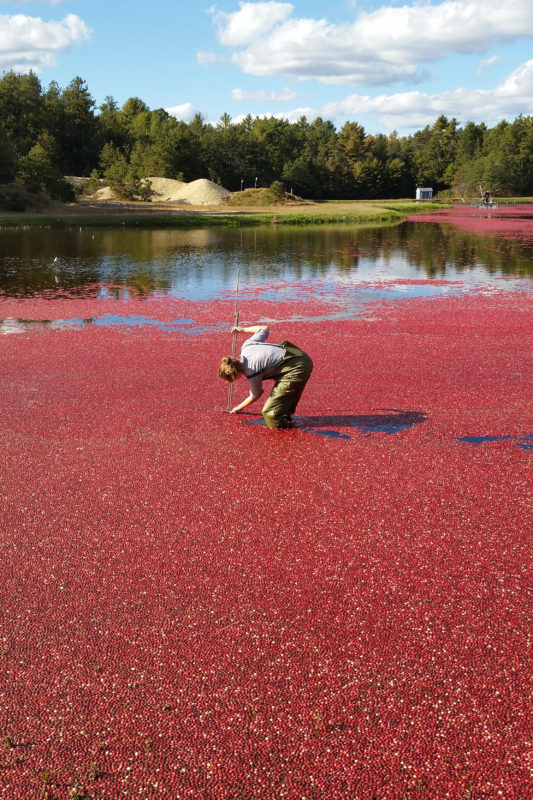 Woman in waders measuring water level in a cranberry-filled bog