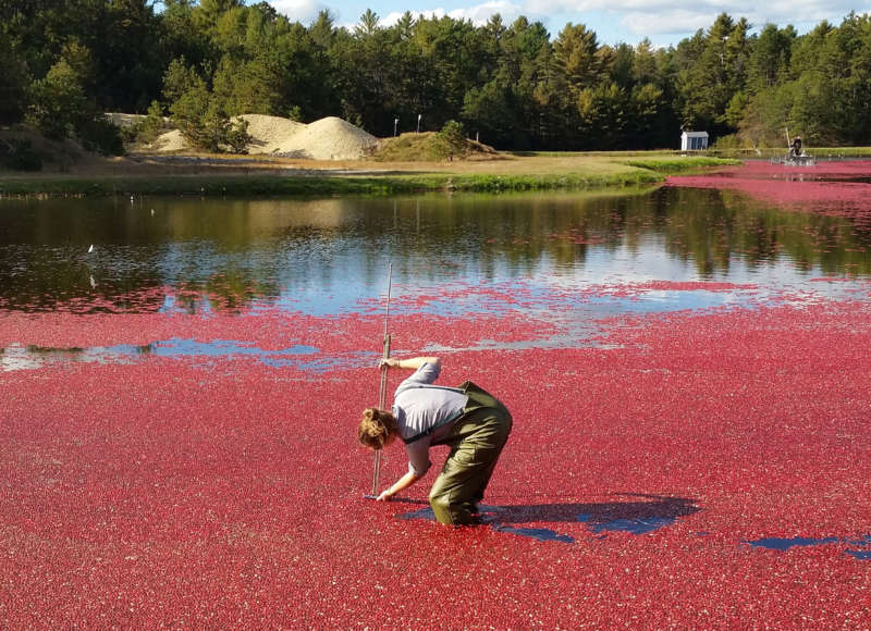 Woman in waders measuring water level in a cranberry-filled bog