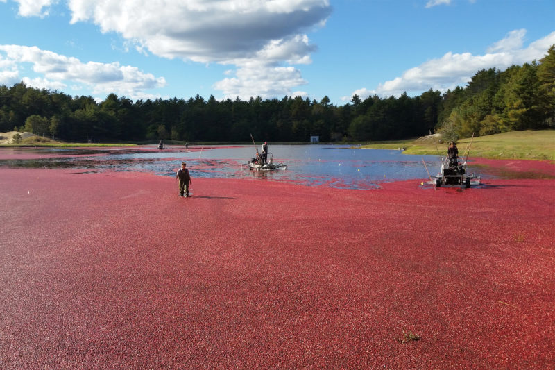 Scientist Lindsay Scott in a cranberry bog as growers harvest around her