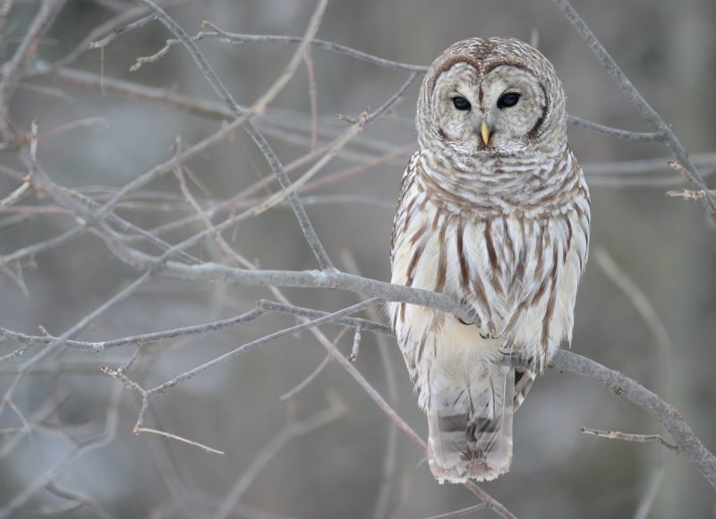 Barred owl