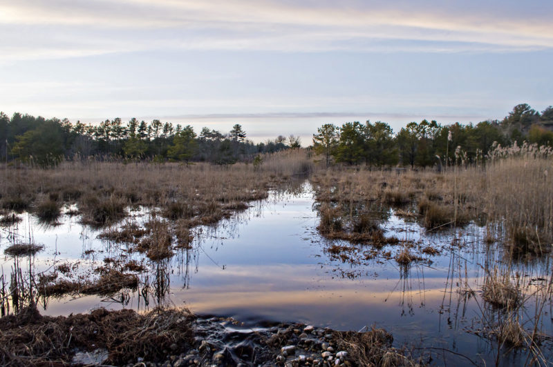 The sunset reflected in the waters of flooded wetlands at Goldavitz Bog in Marion