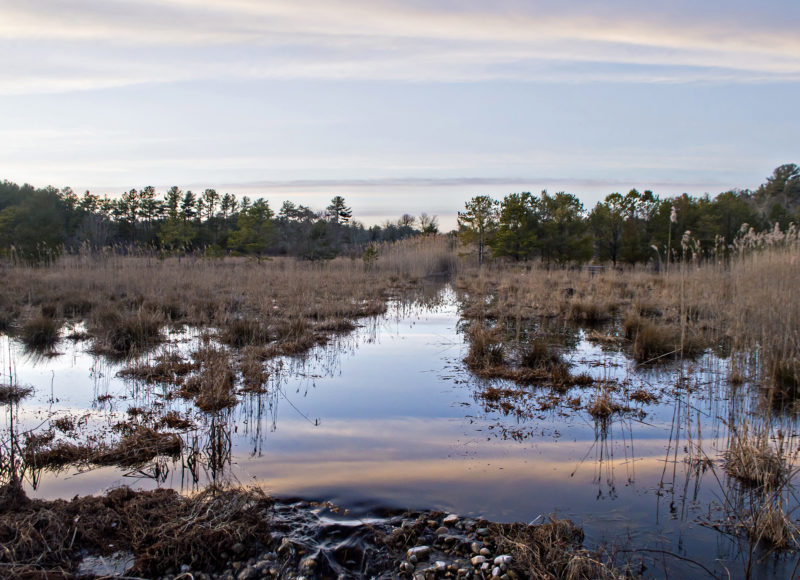 The sunset reflected in the waters of flooded wetlands at Goldavitz Bog in Marion