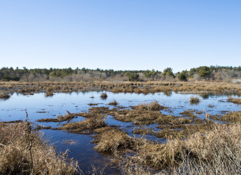 The wetlands at Grassi Bog in Marion