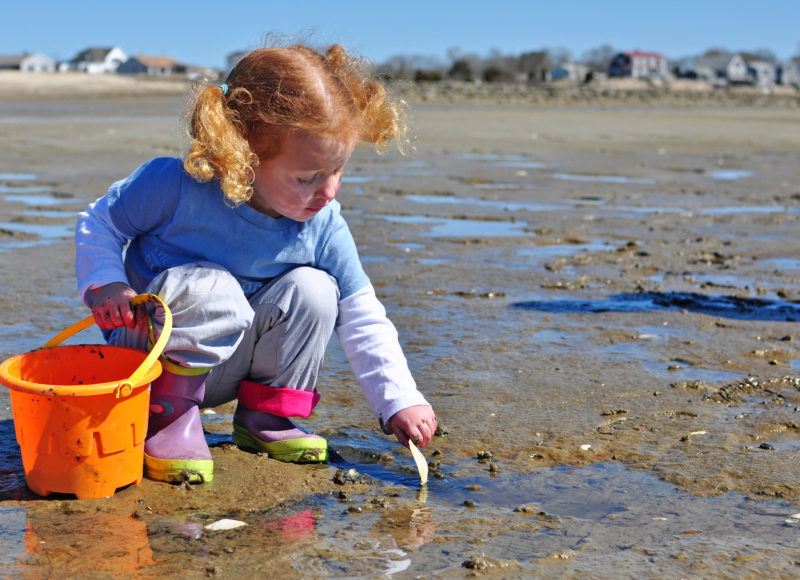 A young girl beachcombing on Swifts Neck Beach in Wareham