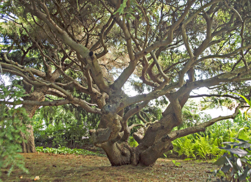 Twisted old tree on the grounds of Allen C. Haskell Public Gardens in New Bedford