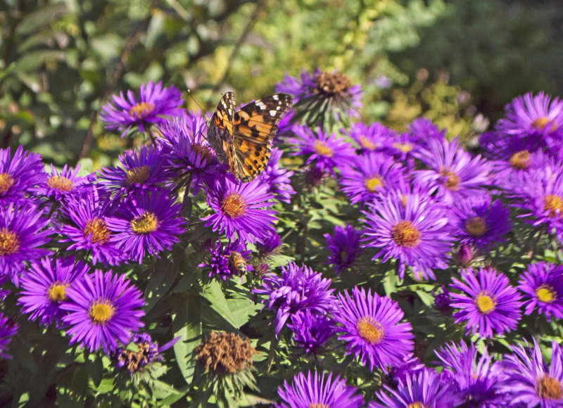 Butterfly on purple flowers at Allen C. Haskell Public Gardens
