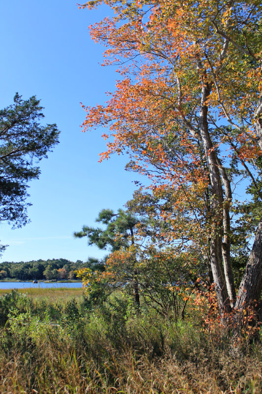 Bright red and orange fall trees alongside the salt marsh at Marks Cove