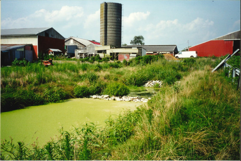 Polluted water in the Westport River from a feedlot in 2000