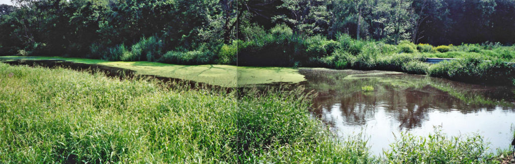 Polluted water in the Westport River from a feedlot in 2000