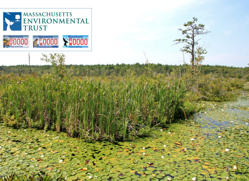 The Mattapoisett Bogs in spring with the Massachusetts Environmental Trust whale plate logo