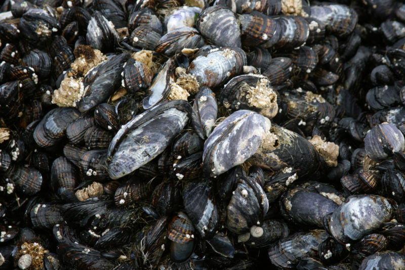 Shells are found in a small water pool, and colorful pearls are collected  after opening mussels 