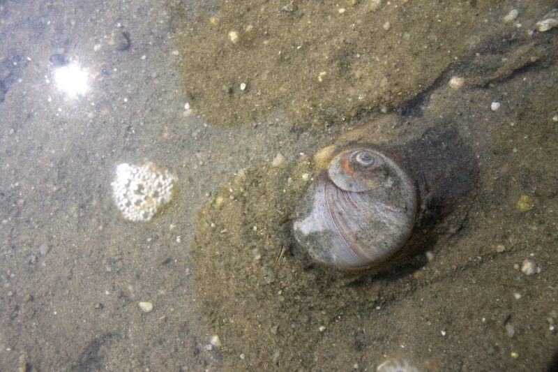 Moon snail in the sand at Onset Beach