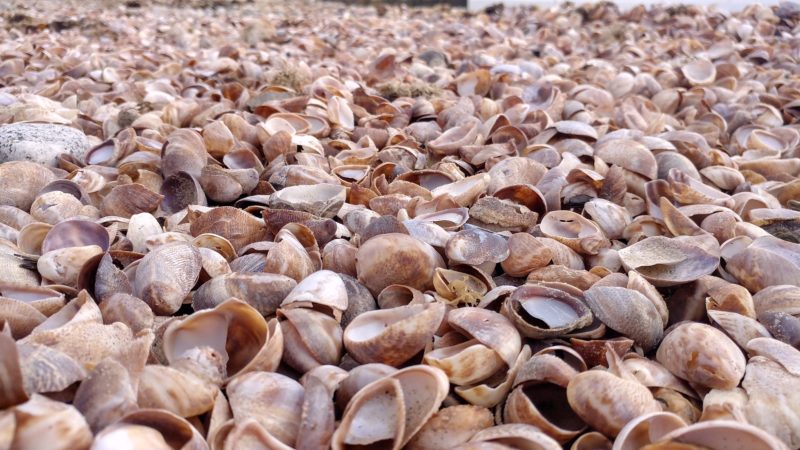 A pile of slipper shells on a beach